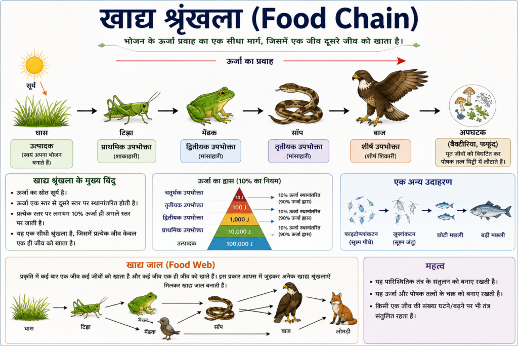 खाद्य श्रृंखला