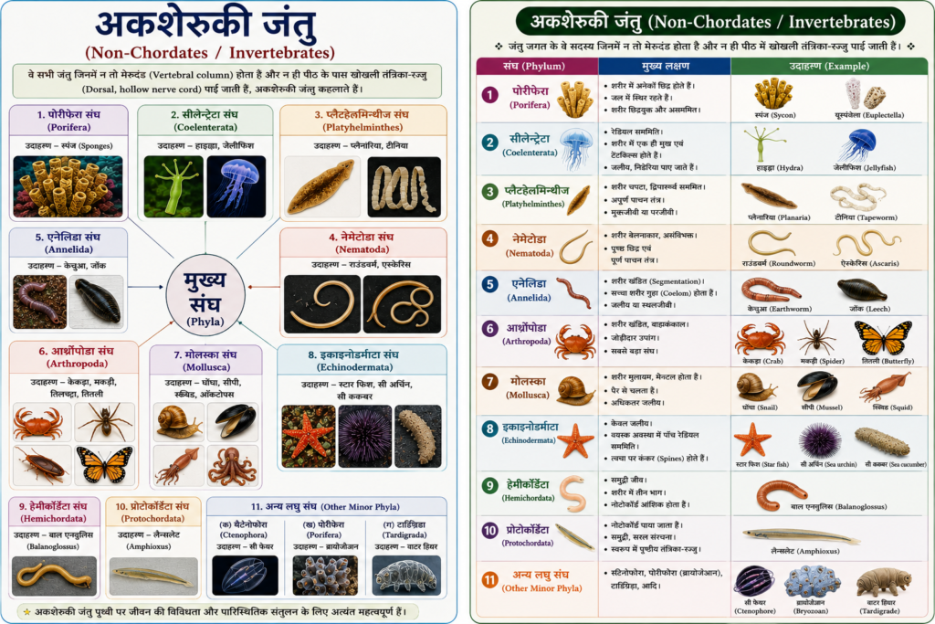अकशेरुकी जंतु (Non-Chordates / Invertebrates)