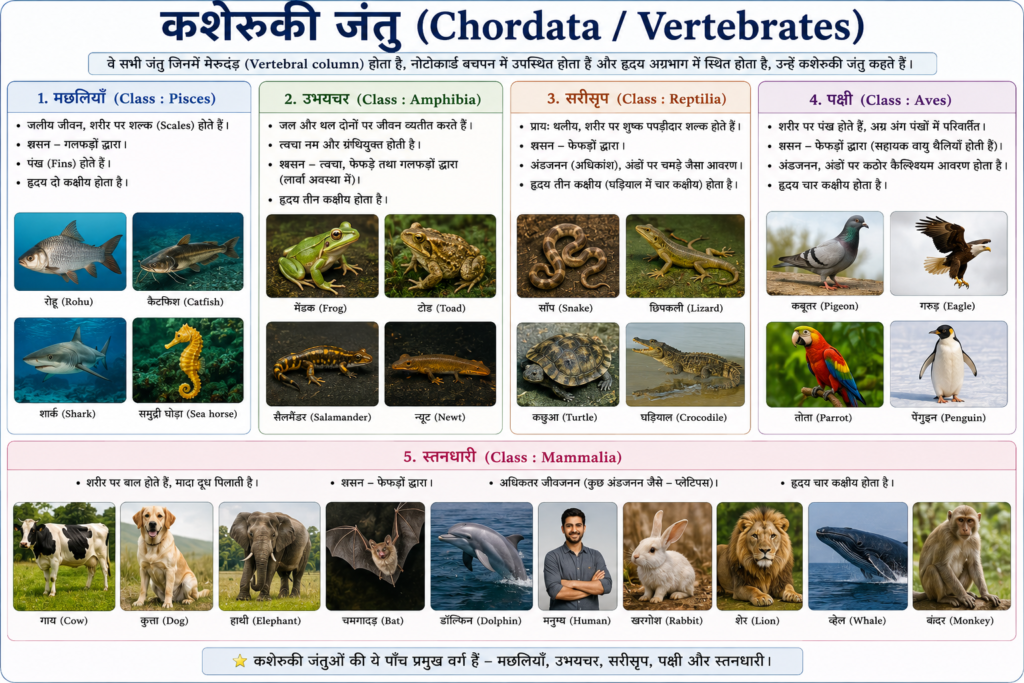 कशेरुकी जंतु (Chordata / Vertebrates)