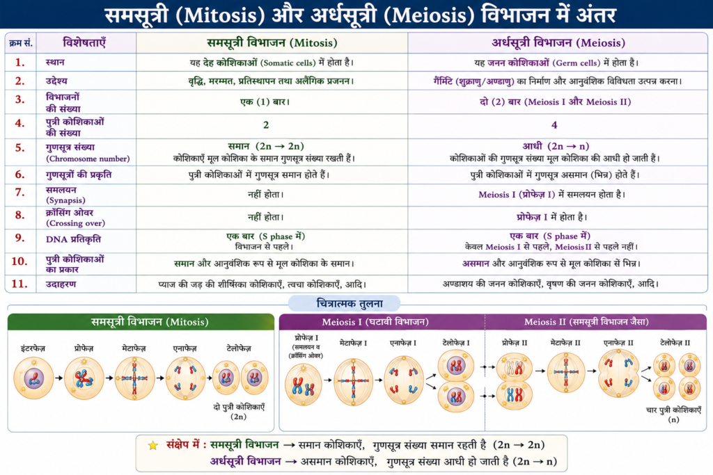 समसूत्री (Mitosis) और अर्धसूत्री (Meiosis) विभाजन में अंतर