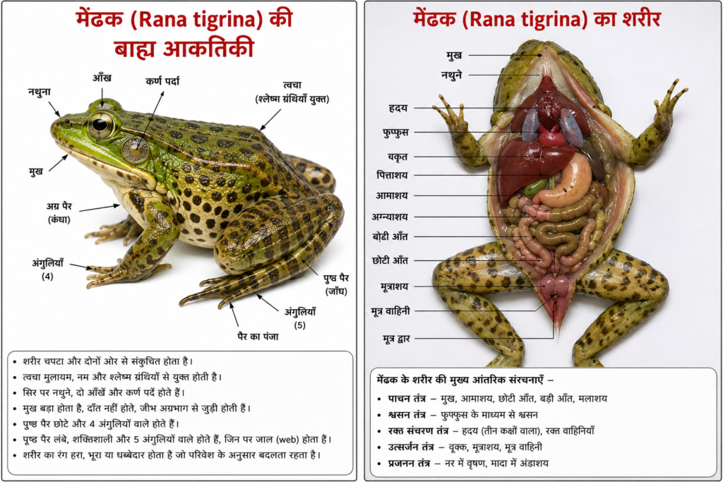 मेंढक (Frog - Rana tigrina) की बाह्य आकारिकी और शरीर रचना