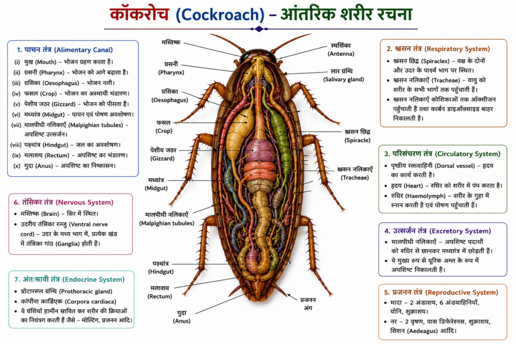 कॉकरोच (Cockroach) आंतरिक शरीर रचना