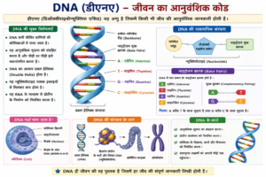 DNA