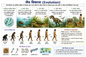 जैव विकास